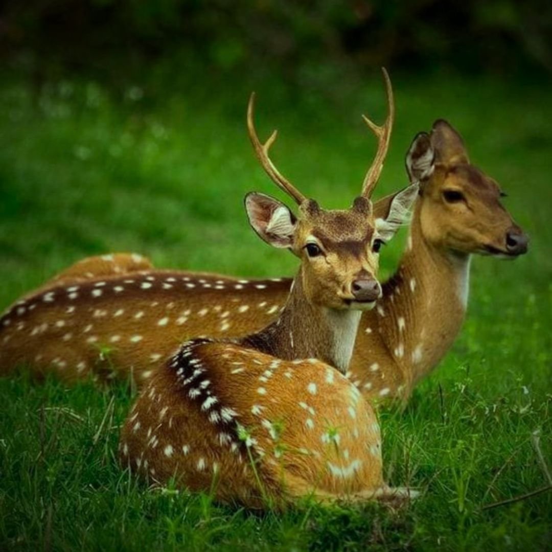 Wilpattu 