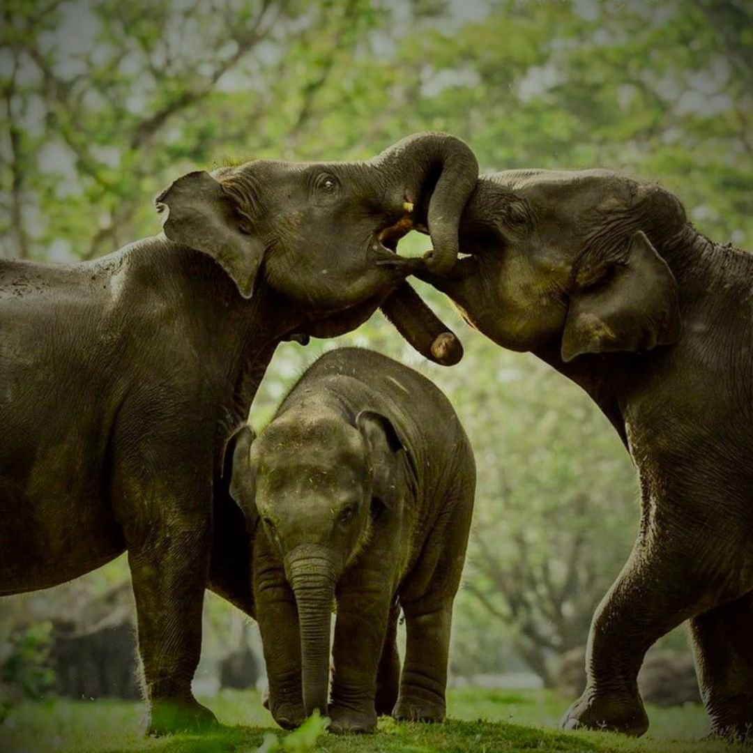 Udawalawe