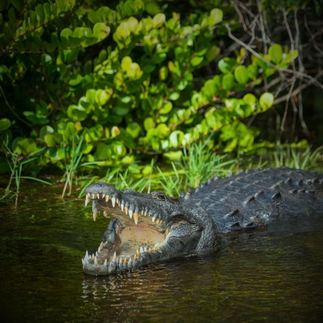 Koggala