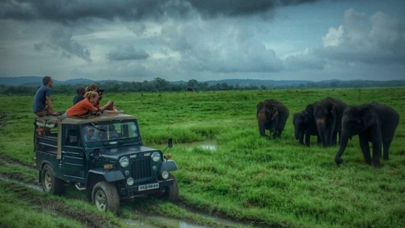 Udawalawe Elephant Safari