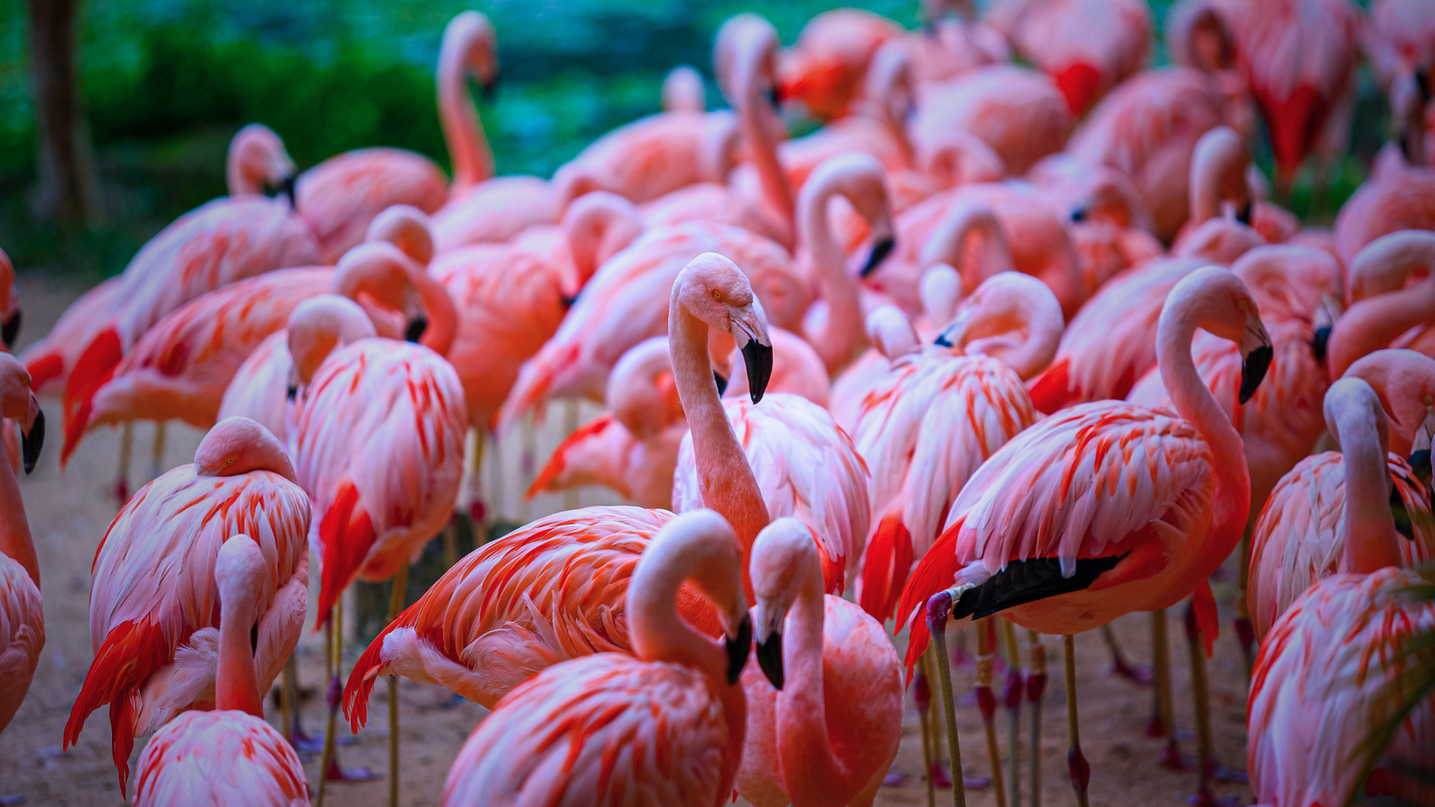 Flamingo Migration Safari