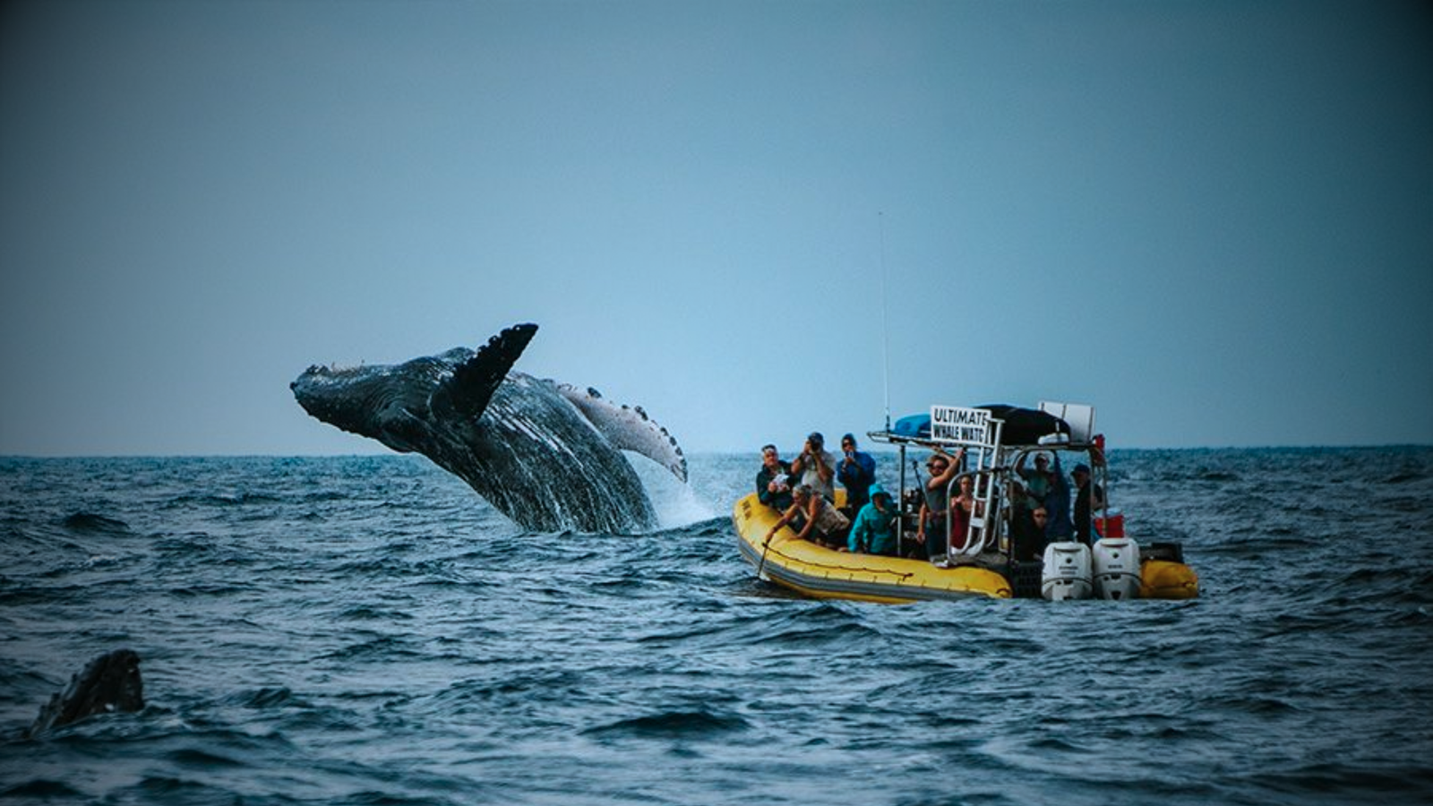 Blue Whale Watching