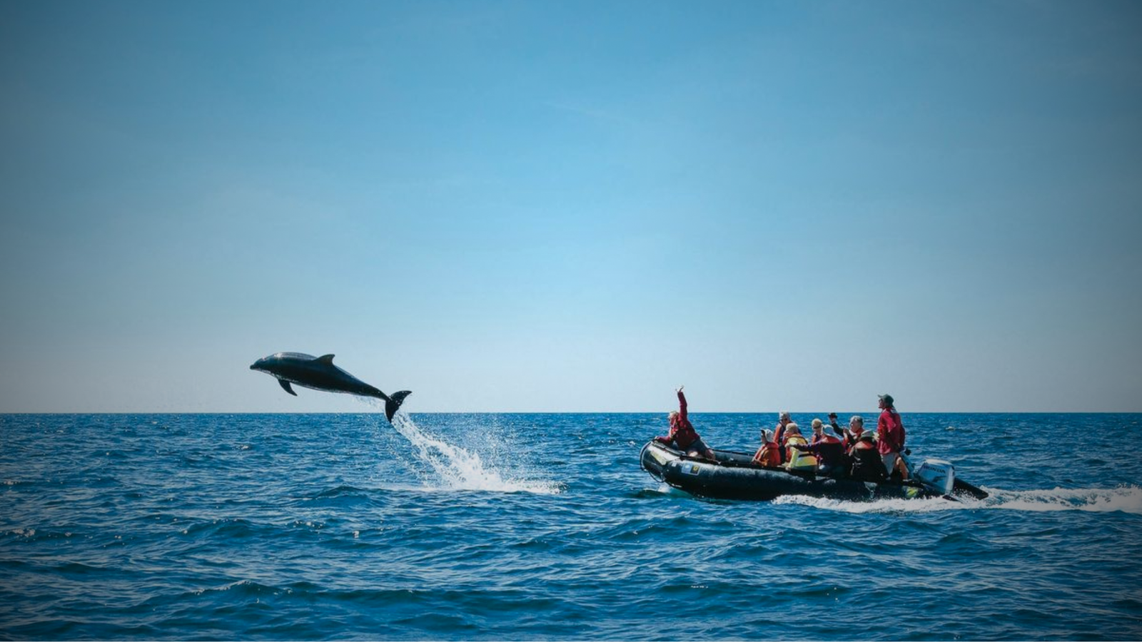 Dolphin Watching Cruise