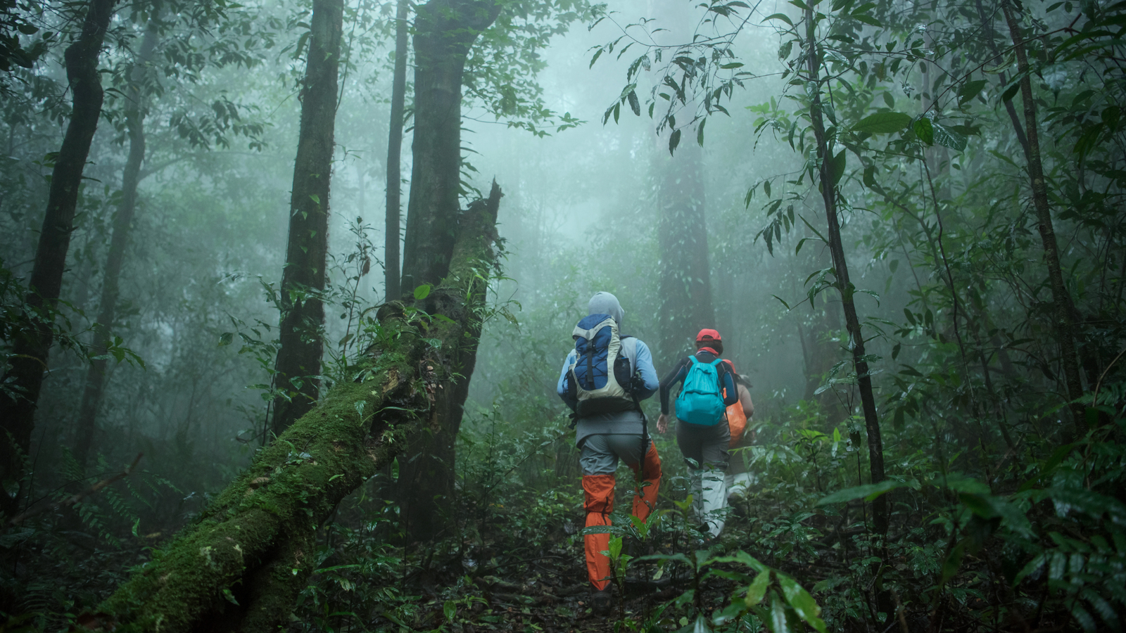 Rainforest Discovery Trek