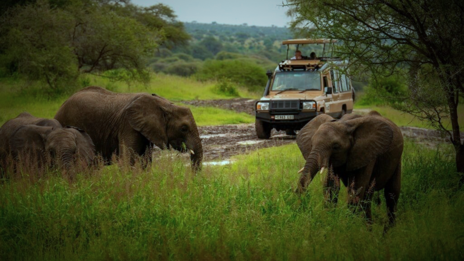 Minneriya Elephant Gathering Safari