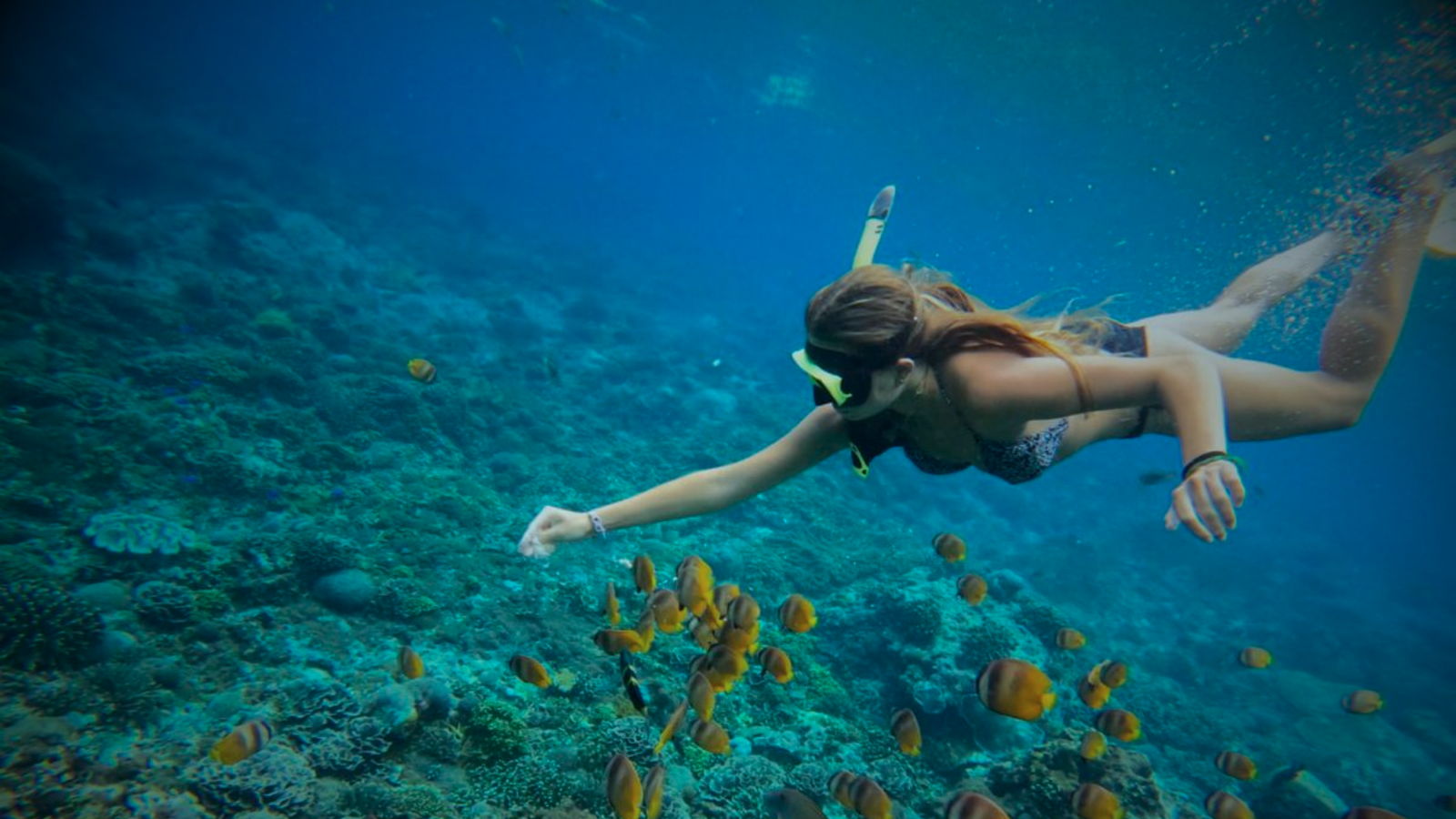 Pigeon Island Snorkeling