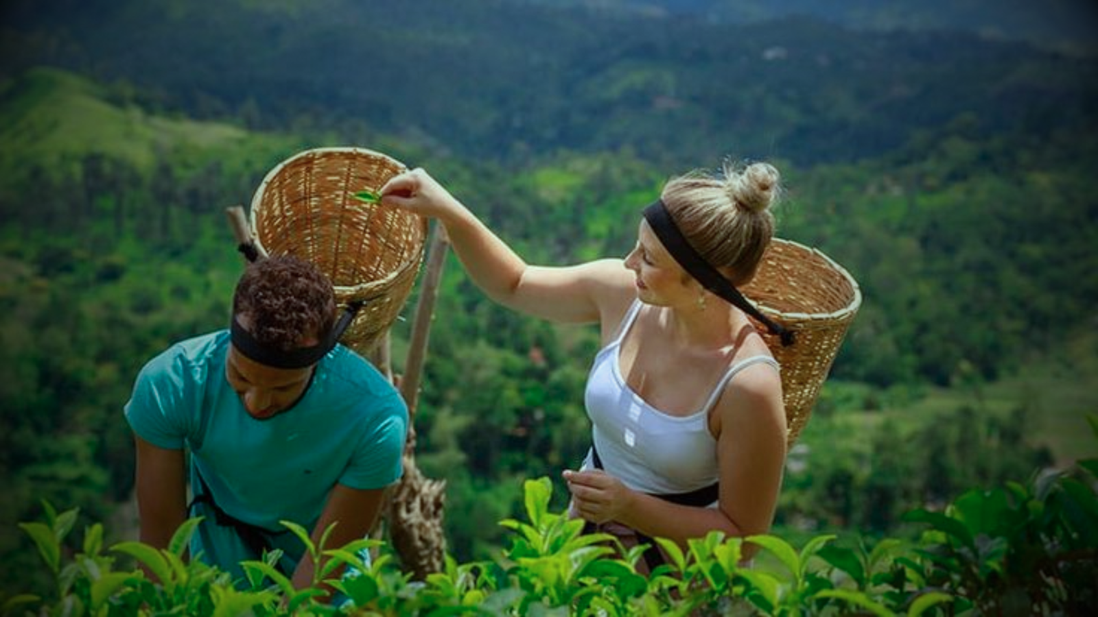 Tea Factory Experience