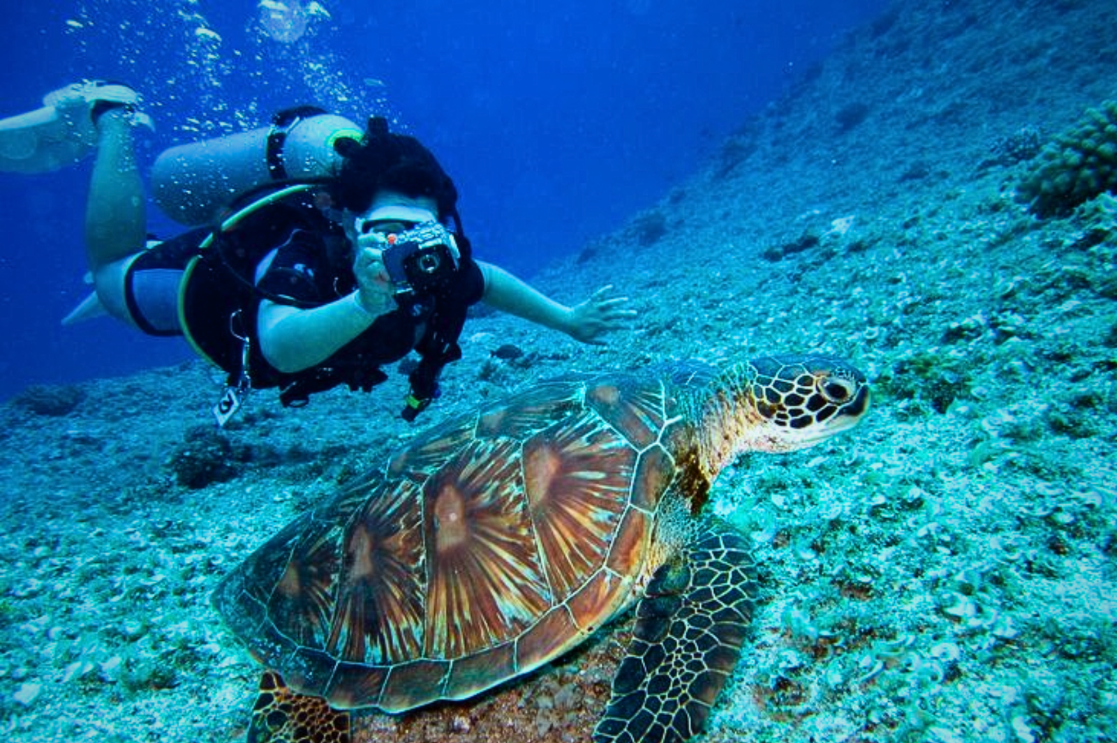 Turtle Snorkeling Experience